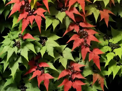 Virginia Creeper (Parthenocissus Quinquefolia Var. Engelmannii)