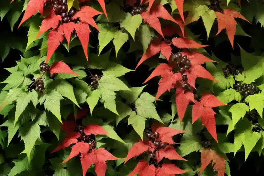 Virginia creeper (parthenocissus quinquefolia var. engelmannii)