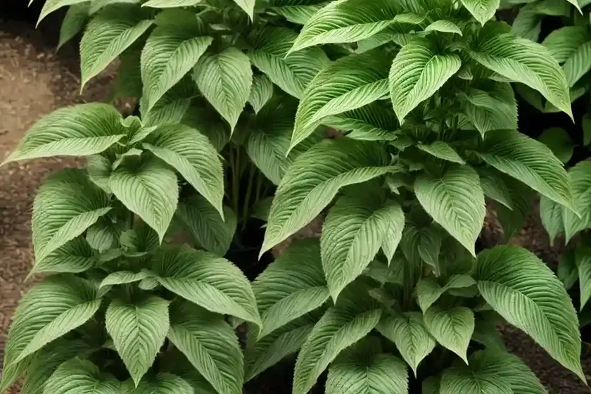Virginia threeseed mercury (acalypha virginica) — photo 2
