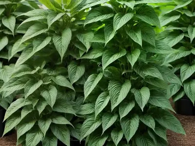 Virginia Threeseed Mercury (Acalypha Virginica)