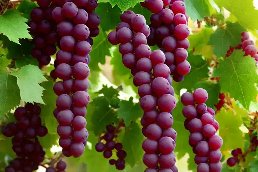 Vitis ‘black spanish’ (fox grape) — photo 3