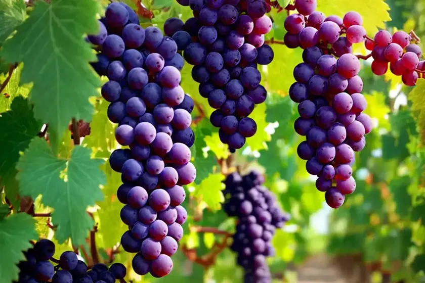 Vitis ‘boskoop glory’ (grape vine) — photo 2