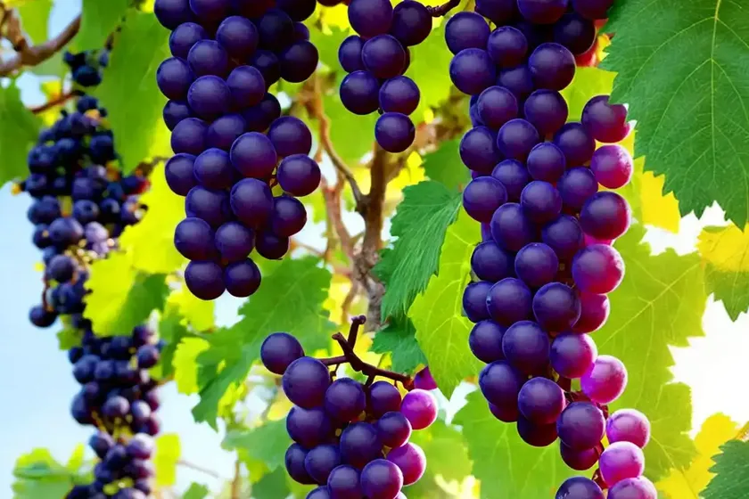 Vitis ‘brant’ (grape vine) — photo 3