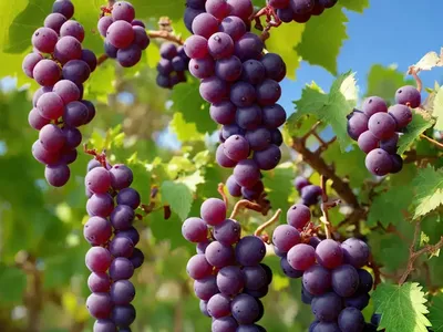 Vitis ‘Brianna’ (Grape Vine)