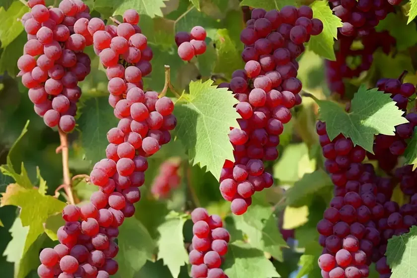 Vitis ‘canadice’ (fox grape) — photo 2