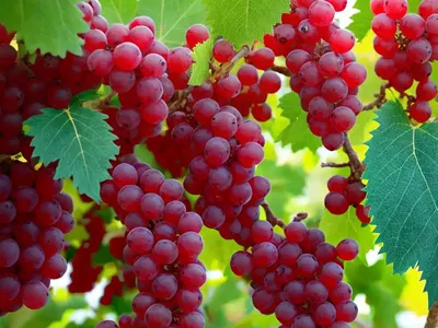 Vitis ‘Canadice’ (Fox Grape)