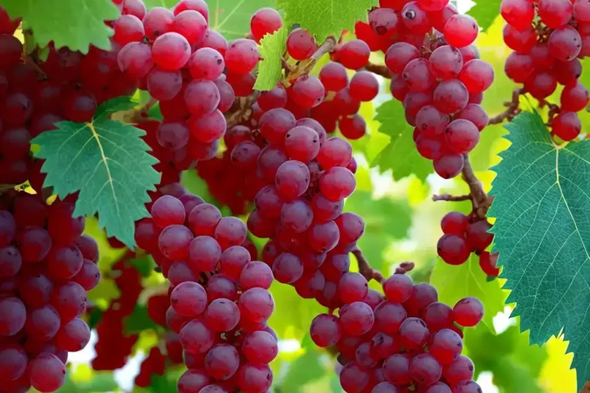 Vitis ‘canadice’ (fox grape)