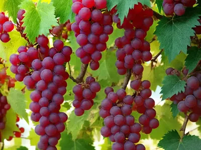 Vitis ‘Catawba’ (Fox Grape)