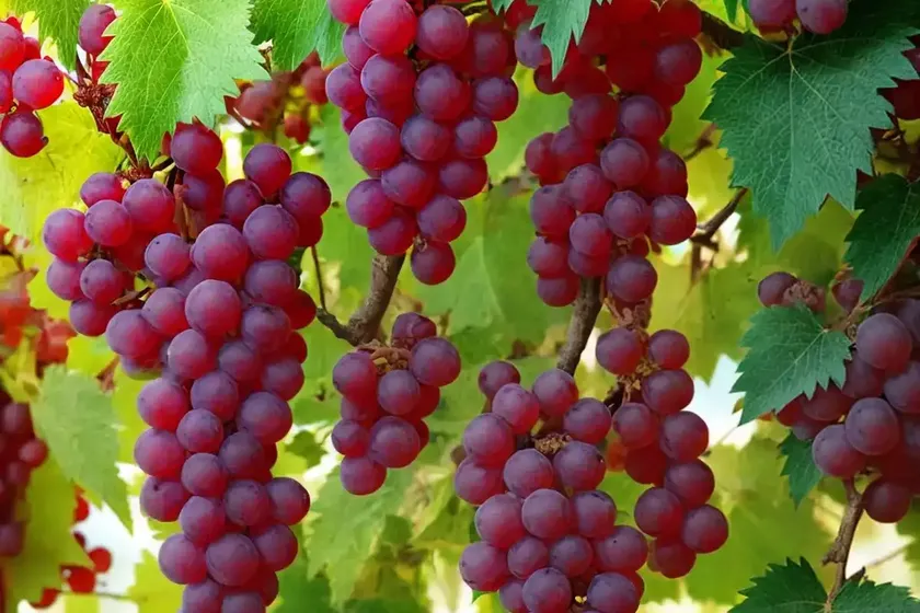 Vitis ‘catawba’ (fox grape)