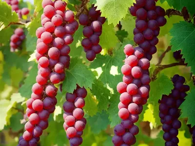 Vitis ‘King Of The North’ (Fox Grape)