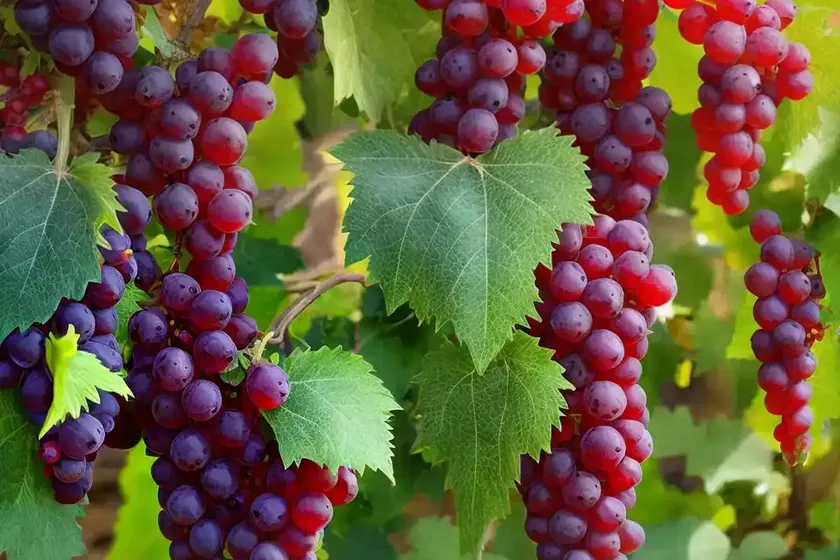 Vitis labrusca ‘niagara’ (fox grape) — photo 2