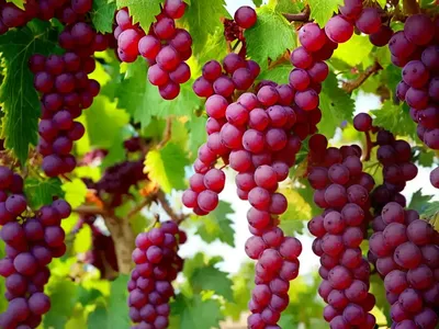 Vitis ‘Reliance’ (Fox Grape)
