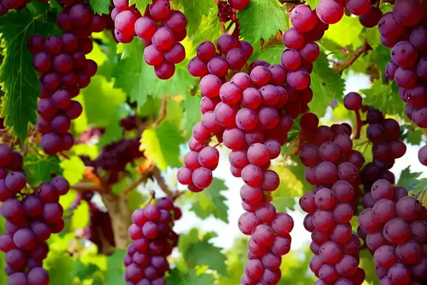 Vitis ‘reliance’ (fox grape)