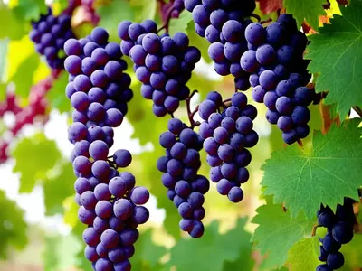 Vitis Vinifera ‘Purpurea’ (Grape Vine)