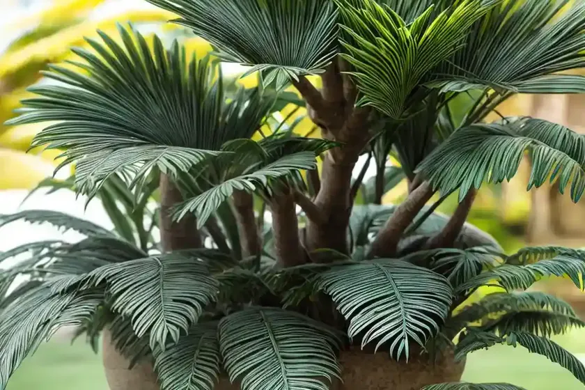 Voi cycad (encephalartos kisambo) — photo 2
