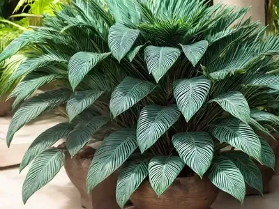 Voi Cycad (Encephalartos Kisambo)