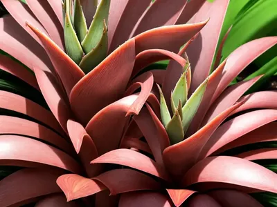 Vriesea Pardalina (Bromeliad ‘vriesea Pardalina’)