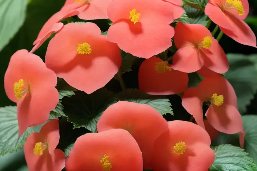 Wageneria reniformis (begonia reniformis) — photo 2