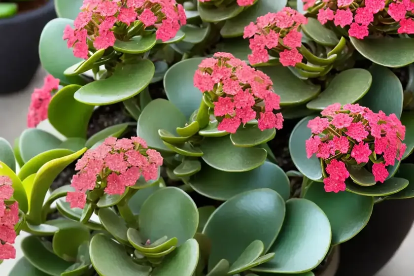 Walking kalanchoe (kalanchoe synsepala) — photo 3