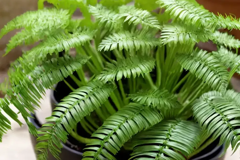 Walking spleenwort (asplenium x ebenoides) — photo 2