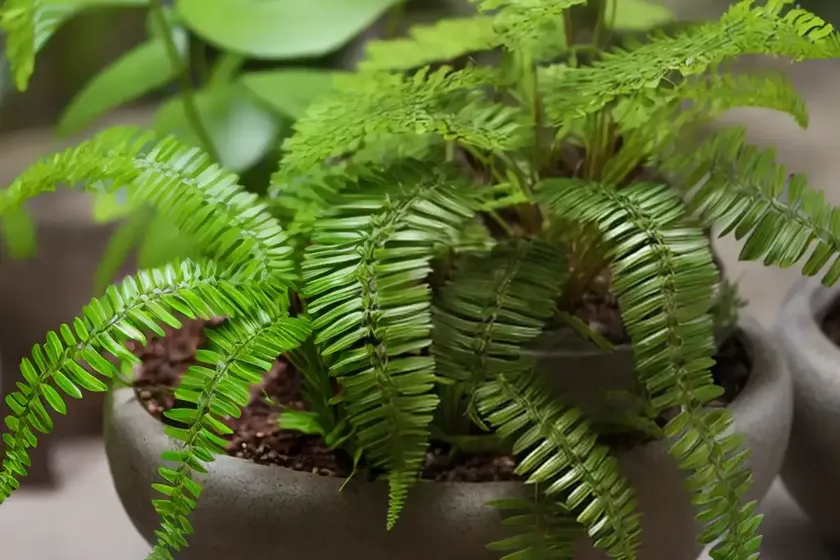 Walking spleenwort (asplenium x ebenoides) — photo 3