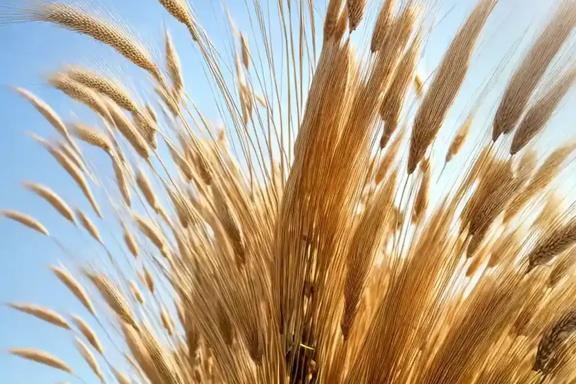 Wall barley (hordeum murinum) — photo 2