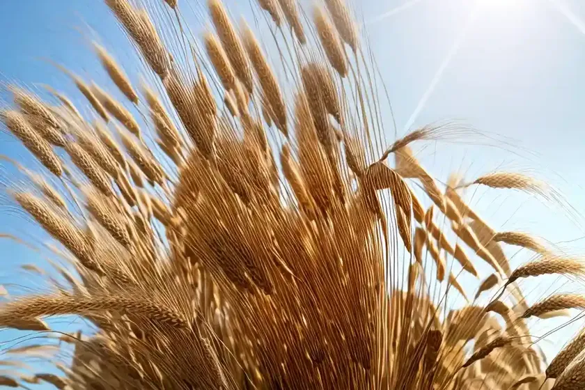 Wall barley (hordeum murinum) — photo 3