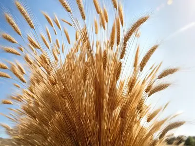Wall Barley (Hordeum Murinum)