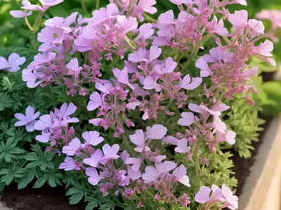 Wall Fumitory (Fumaria Muralis)
