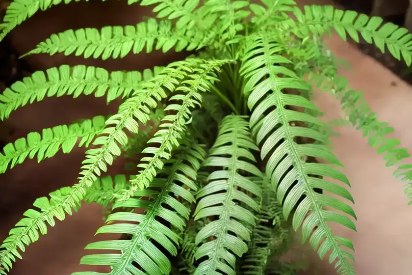 Wart fern (phymatosorus scolopendria) — photo 3