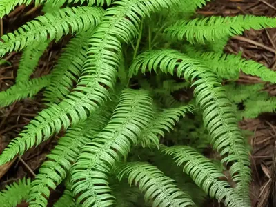 Wart Fern (Phymatosorus Scolopendria)