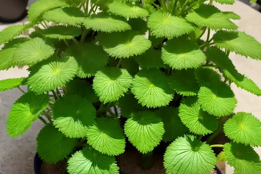 Wasabi (Eutrema Japonicum) — photo 2