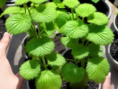 Wasabi (Eutrema Japonicum)