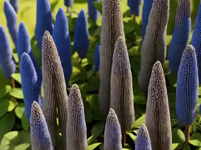Washington Lupin (Lupinus Polyphyllus)