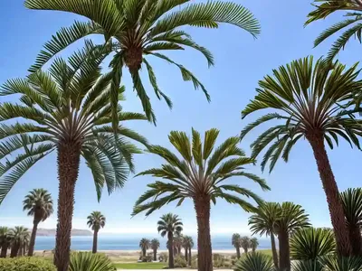 Washingtonia Filifera (California Fan Palm)