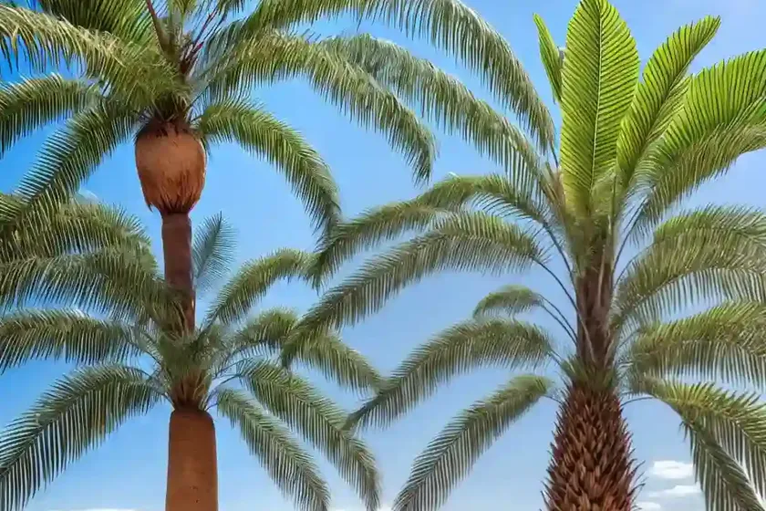 Washingtonia robusta (mexican fan palm) — photo 2