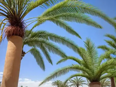Washingtonia Robusta (Mexican Fan Palm)