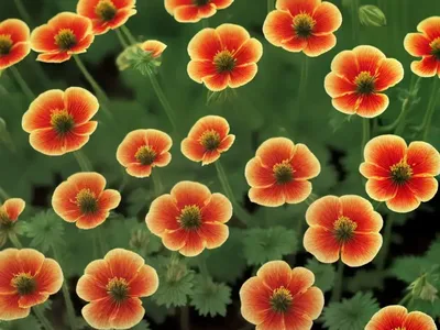 Water Avens (Geum Rivale)
