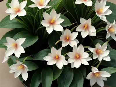 Water-chestnut (Eleocharis Dulcis)