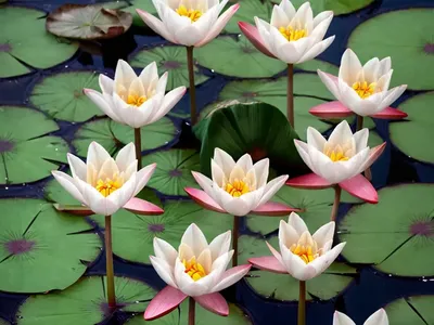 Water-lily Tulip (Tulipa Kaufmanniana)