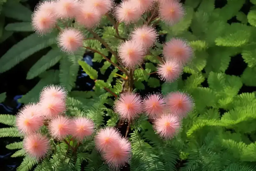 Water mimosa (neptunia oleracea) — photo 2
