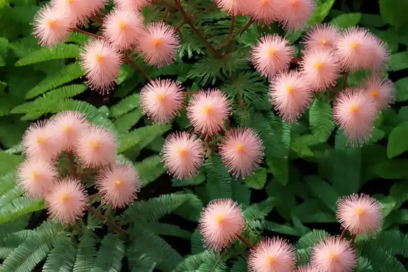 Water mimosa (neptunia oleracea) — photo 3