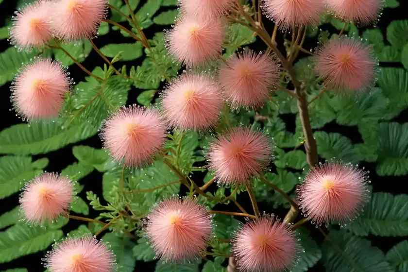 Water mimosa (neptunia oleracea)