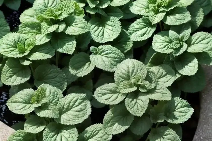 Water mint (mentha aquatica) — photo 3