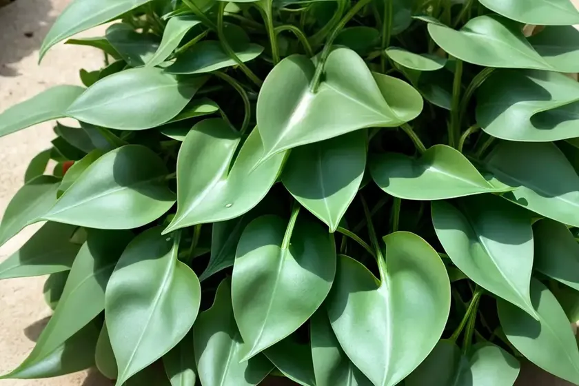 Water spinach (ipomoea aquatica forssk) — photo 2