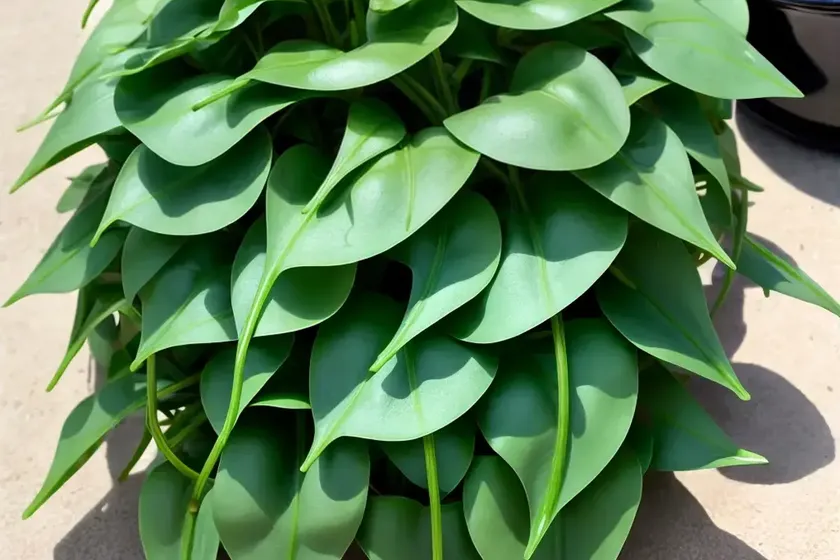 Water spinach (ipomoea aquatica forssk) — photo 3