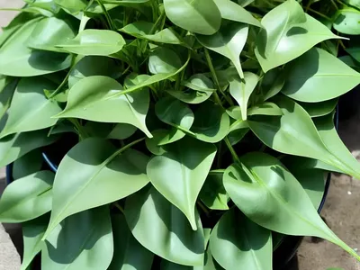 Water Spinach (Ipomoea Aquatica Forssk)
