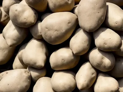 Water Yam (Dioscorea Alata)