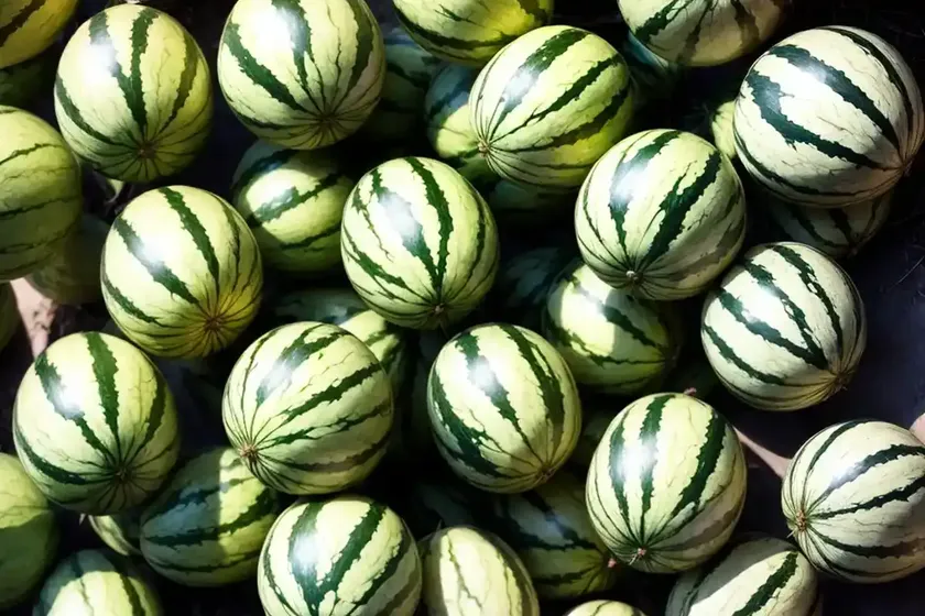 Watermelon (citrullus lanatus) — photo 2