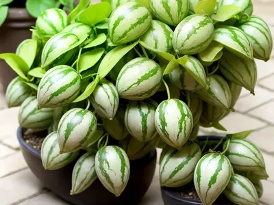 Watermelon Dischidia (Dischidia Ovata)